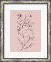 Framed Blush Pink Flower Illustration I