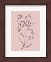 Framed Blush Pink Flower Illustration I