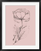 Framed Blush Pink Flower Illustration II