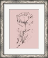 Framed Blush Pink Flower Illustration II