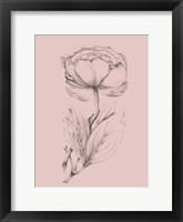 Framed Blush Pink Flower Illustration II