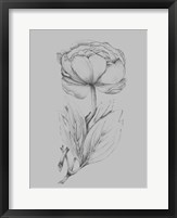 Framed Flower Illustration I