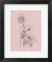 Framed Blush Pink Flower Illustration III