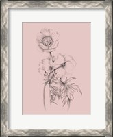 Framed Blush Pink Flower Illustration III