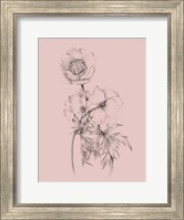 Framed Blush Pink Flower Illustration III