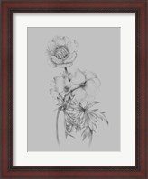 Framed Flower Illustration II