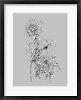 Framed Flower Illustration II