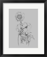 Flower Illustration II Framed Print