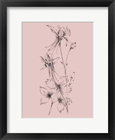 Blush Pink Flower Framed Print