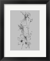 Framed Grey Flower Sketch