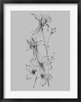 Framed Grey Flower Sketch