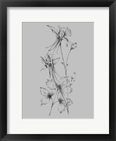 Grey Flower Sketch Framed Print