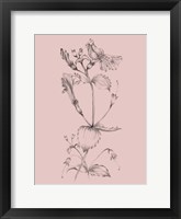 Blush Pink Flower I Framed Print
