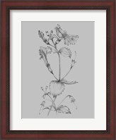 Framed Grey Flower Sketch I