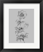 Framed Grey Flower Sketch II