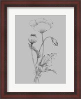 Framed Grey Flower Sketch III