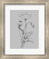 Framed Grey Flower Sketch III