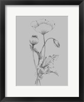Grey Flower Sketch III Framed Print