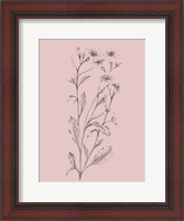 Framed Pink Flower Sketch Illustration