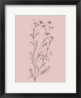 Framed Pink Flower Sketch Illustration