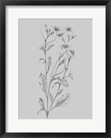 Framed Grey Flower Sketch Illustration