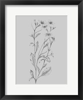 Grey Flower Sketch Illustration Framed Print