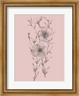 Framed Pink Flower Sketch Illustration I