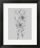 Framed Grey Flower Sketch Illustration I