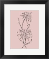 Framed Pink Flower Sketch Illustration II
