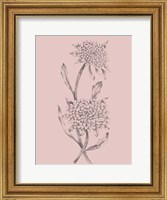 Framed Pink Flower Sketch Illustration II