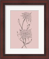 Framed Pink Flower Sketch Illustration II