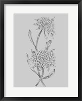 Framed Grey Flower Sketch Illustration II