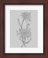 Framed Grey Flower Sketch Illustration II