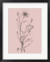 Framed Pink Flower Sketch Illustration III