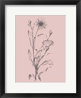 Pink Flower Sketch Illustration III Framed Print