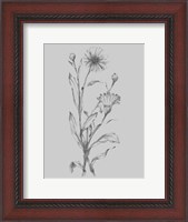 Framed Grey Flower Sketch Illustration III