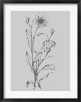 Framed Grey Flower Sketch Illustration III