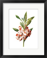Framed Balsam Flower