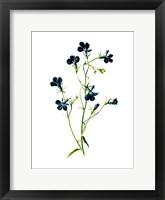 Framed Blue Lobelia Flower