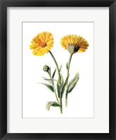 Framed Common Marigold Flower