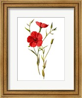 Framed Crimson Flax Flower
