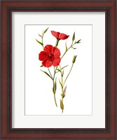 Framed Crimson Flax Flower