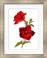 Framed Crimson Petunia Flower