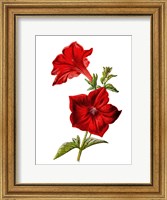 Framed Crimson Petunia Flower