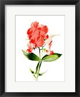 Framed Everlasting Pea Flower