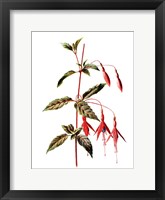Framed Fuchsia Flower