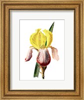 Framed Iris Flower