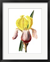 Framed Iris Flower