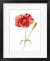 Framed Indian Pink Flower