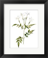 Framed Jessamine Flower